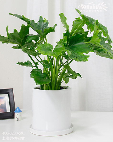 植物租赁 中小绿植 植物租赁详情 植物名称 春羽  philodenron