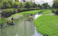 《上海市河道绿化建设导则》
