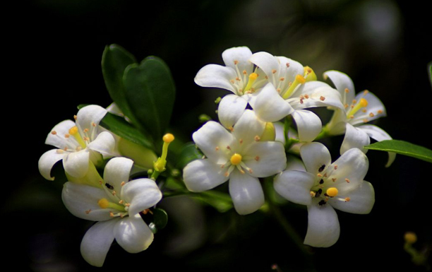 九里香的花语是什么？