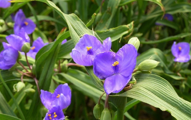 紫露草的花语是什么？