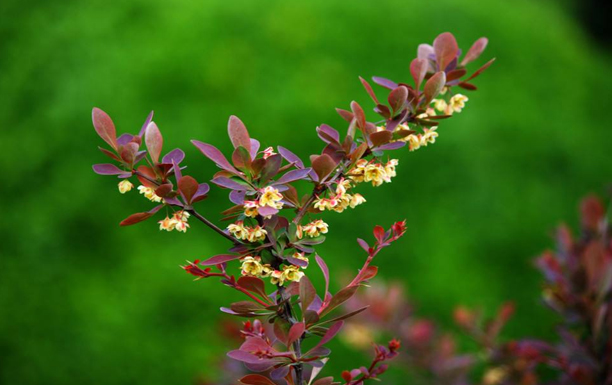 小檗（6月9日生日花）的花语是什么？