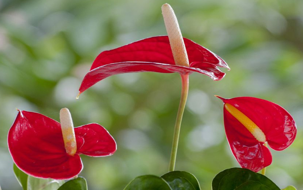 火鹤花的花语是什么？