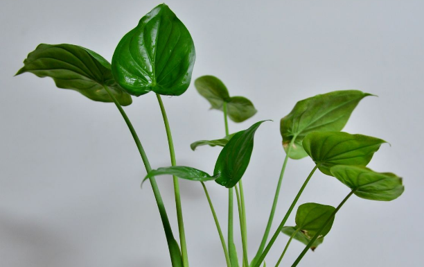 上海办公室绿化公司讲解办公室养殖水培植物的小技巧