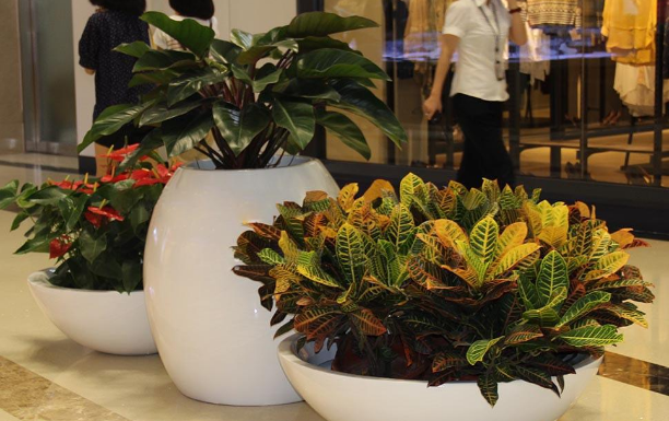 绿植租赁公司浅谈适合放在酒店大堂的植物都有哪些