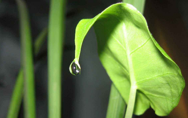 绿植租赁公司浅谈水分对花卉有什么重要的影响