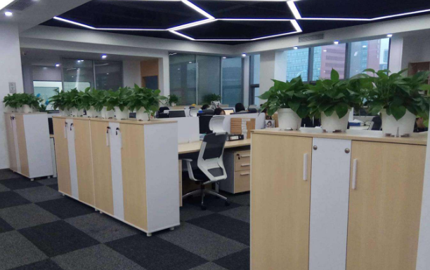 上海绿植租赁公司为您介绍一些绿植的保养方法