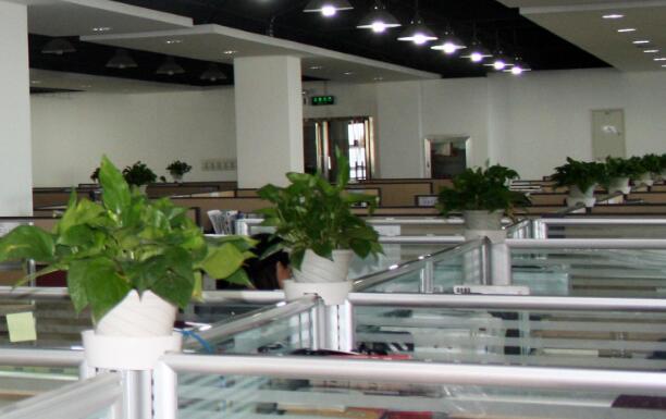 上海绿植租赁公司来为您进行详细的介绍一下办公室内摆放绿植的注意事项